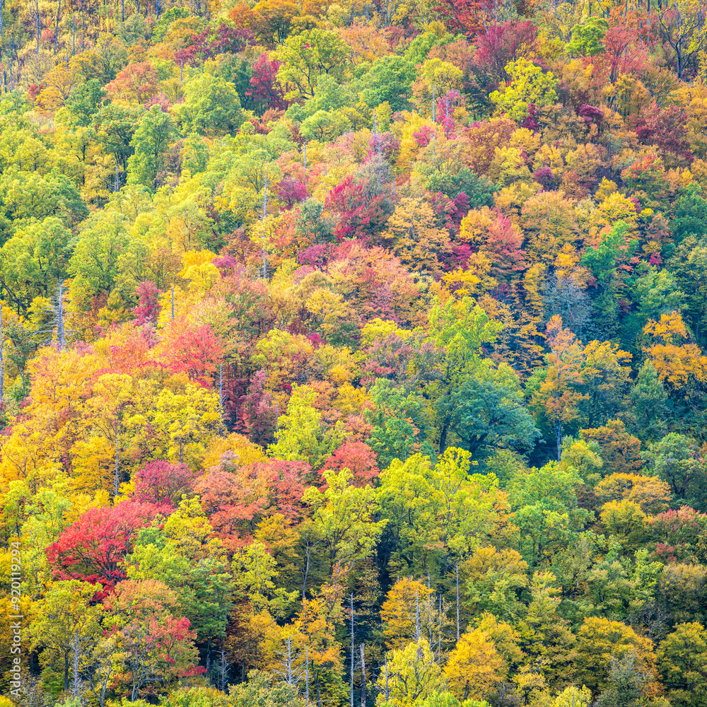 Fall colors in the Appalachians Fall colors in the Appalachians
