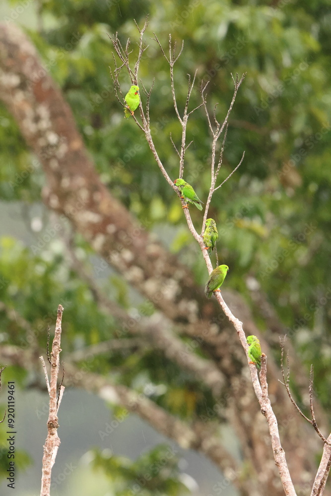 Great hanging parrot or Sulawesi hanging parrot (Loriculus stigmatus) is a species of parrot in the family Psittaculidae. It is endemic to Sulawesi and nearby smaller islands in Indonesia. Great hanging parrot or Sulawesi hanging parrot (Loriculus stigmatus) is a species of parrot in the family Psittaculidae. It is endemic to Sulawesi and nearby smaller islands in Indonesia.