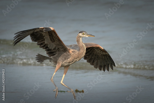 Great blue heron