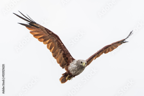 Brahminy Kite in flight. The Brahminy kite (Haliastur indus) is a medium-sized bird of prey found mainly on the coast and in inland wetlands. photo