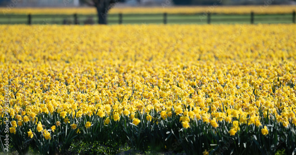 Obraz premium Yellow Daffodil Field