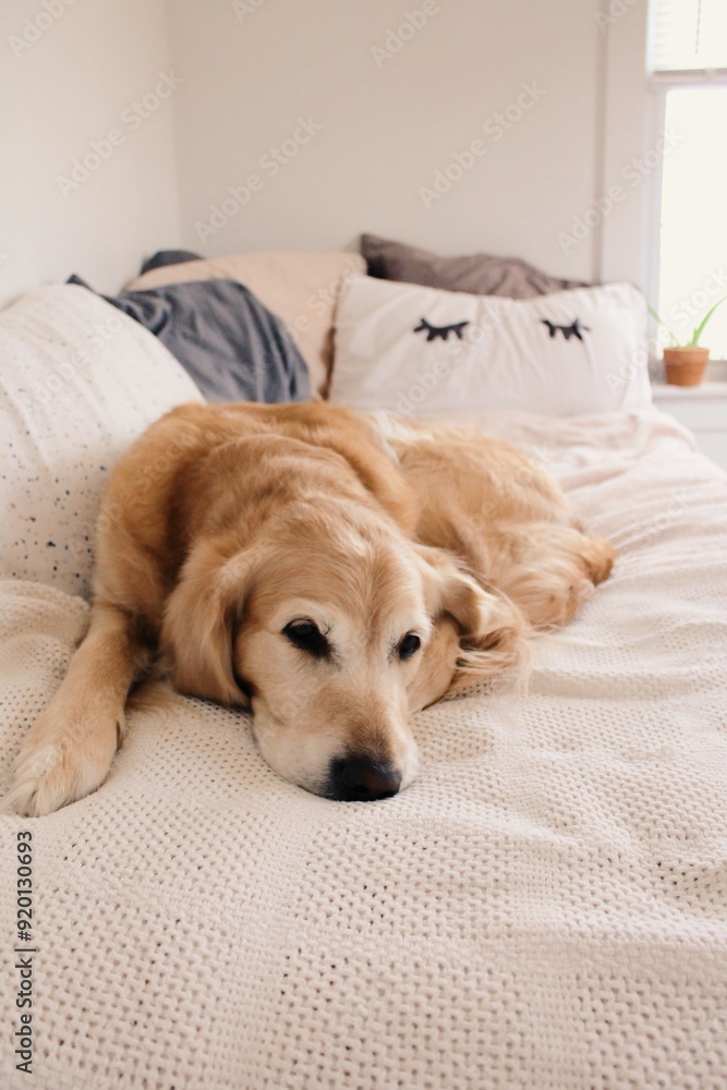 Golden retriever puppy sleeps in a bright teenage bedroom, waiting for owner to come home Golden retriever puppy sleeps in a bright teenage bedroom, waiting for owner to come home