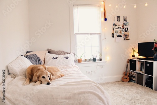 Photos Golden retriever puppy sleeps in a bright teenage bedroom, waiting for owner to