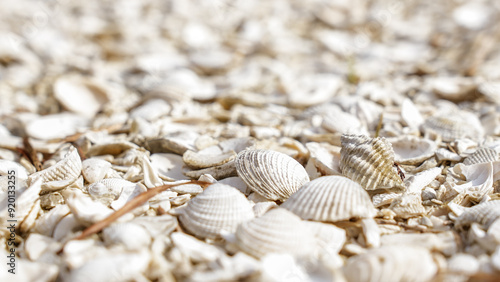 Close-up of a beautiful collection of assorted seashells on sandy beach with serene ocean background