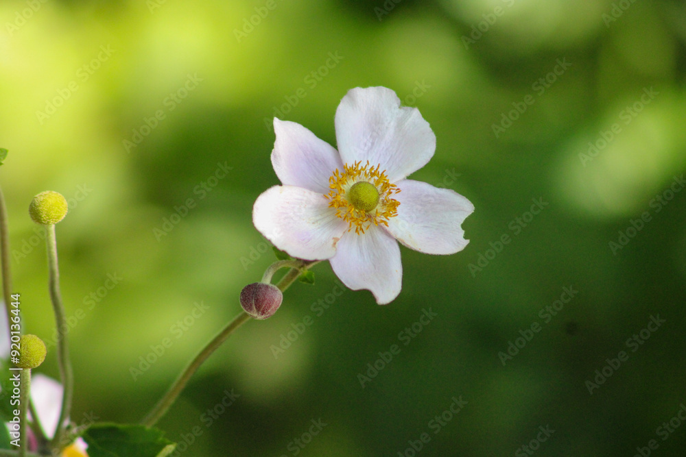 pink and white flowers pink and white flowers