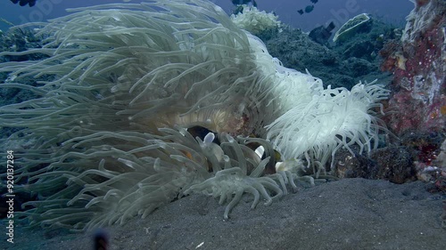 A clownfish hides among the tentacles of an anemone growing on the rocky bottom of a tropical sea.
Orangefin Anemonefish (Amphiprion chrysopterus)15 cm. ID: 2 bluish bars, anterior bar wider. photo