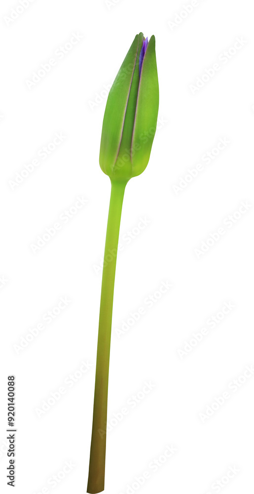 Close up lotus or water lily or Nymphaea bud isolated on transparent background. Close up lotus or water lily or Nymphaea bud isolated on transparent background.