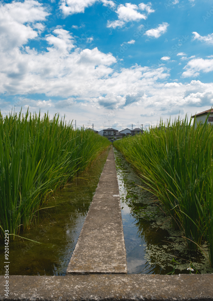 田んぼと田んぼの通り道