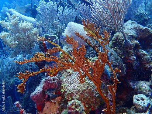 coral reef in the sea