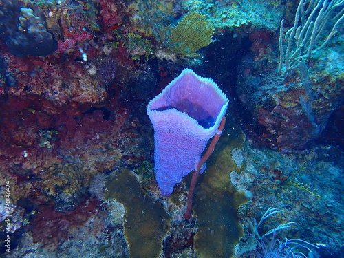 coral reef in the ocean 