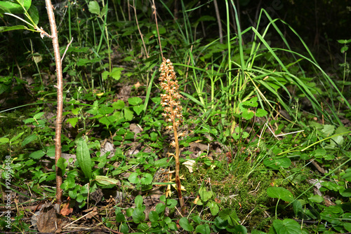 Nematode nestling - Neottia nidus-avis - orchid grows in wild forest. photo