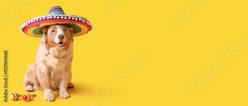 Funny dog in sombrero hat a...
