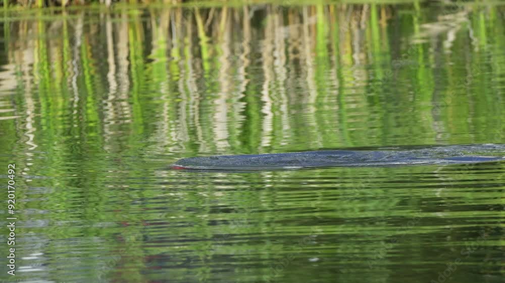 Video series of a Double-crested Cormorant on a lush Canadian lake in summer. Captures the bird's behaviors, including swimming and fishing, in a serene and natural setting. Video series of a Double-crested Cormorant on a lush Canadian lake in summer. Captures the bird's behaviors, including swimming and fishing, in a serene and natural setting.