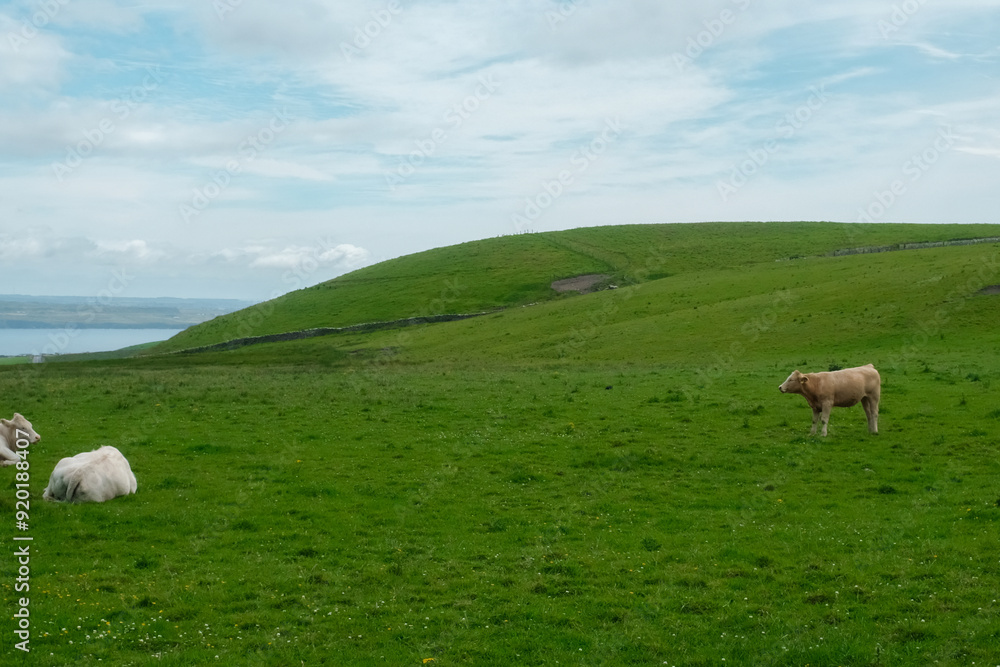 Fototapeta premium cows grazing the pasture