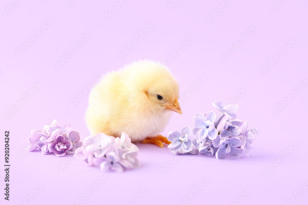 Cute little chick with lilac flowers on color background Cute little chick with lilac flowers on color background