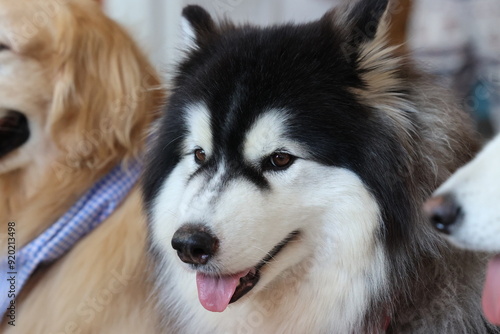 dog Siberian Husky photo