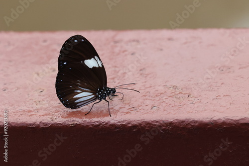 butterfly on a  floor