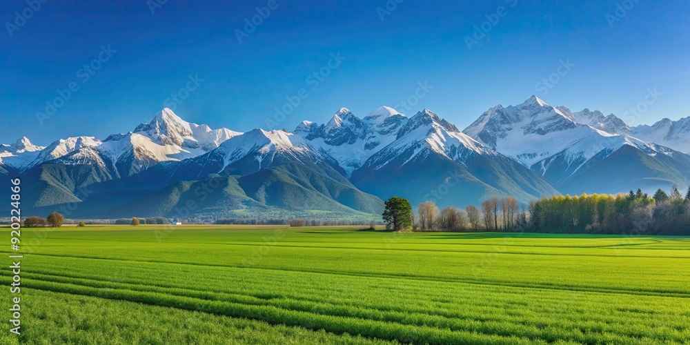Fototapeta premium Lush green agricultural field with snow-capped mountains under clear blue sky, agriculture, farming, field, landscape, mountains, snow