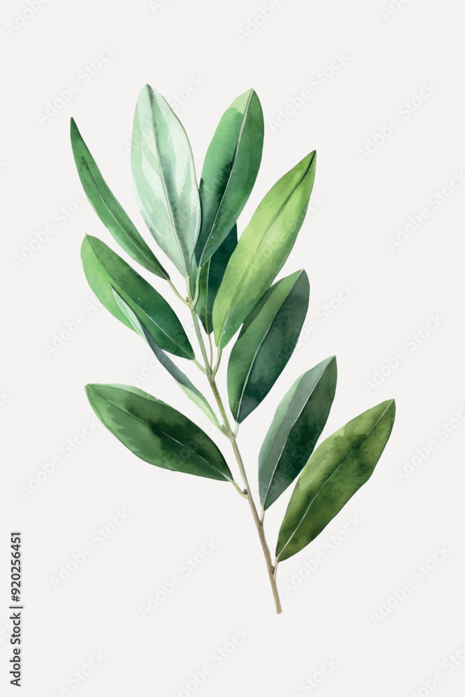 Watercolor botanical green leaf illustration Watercolor botanical green leaf illustration