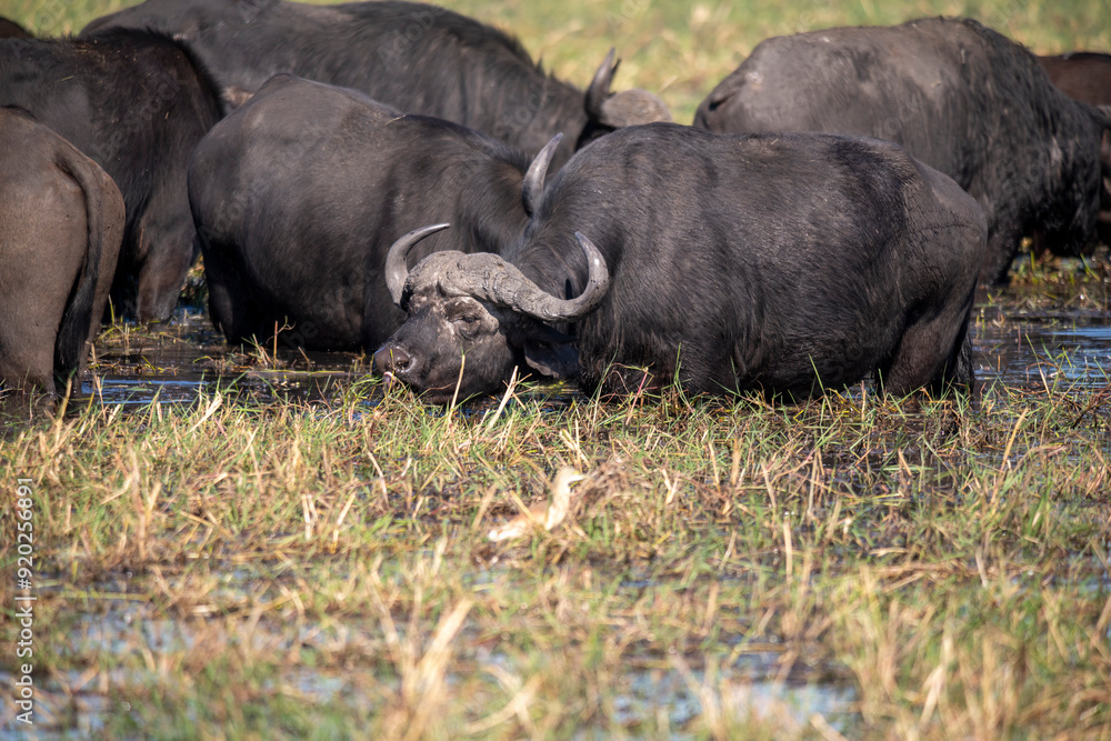 The African buffalo, Syncerus caffer, is a large sub-Saharan African bovine found in Southern Africa and East Africa. The African buffalo, Syncerus caffer, is a large sub-Saharan African bovine found in Southern Africa and East Africa.