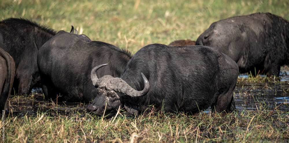 The African buffalo, Syncerus caffer, is a large sub-Saharan African bovine found in Southern Africa and East Africa. The African buffalo, Syncerus caffer, is a large sub-Saharan African bovine found in Southern Africa and East Africa.