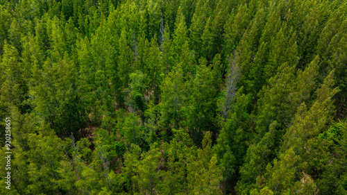 aerial view of dark green forest Abundant natural ecosystems of rainforest. Concept of nature forest preservation and reforestation. 