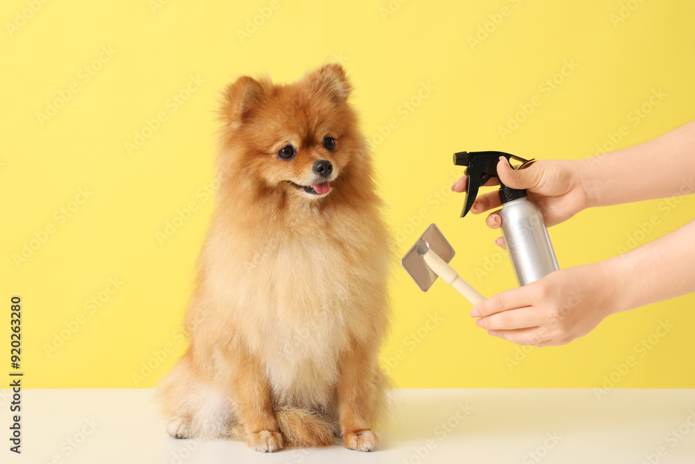 Female groomer brushing cute Pomeranian dog on yellow background