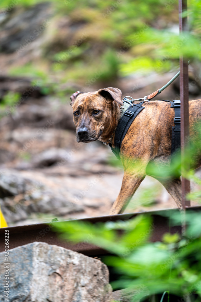 dog walking in the forest in andalsnes norway dog walking in the forest in andalsnes norway