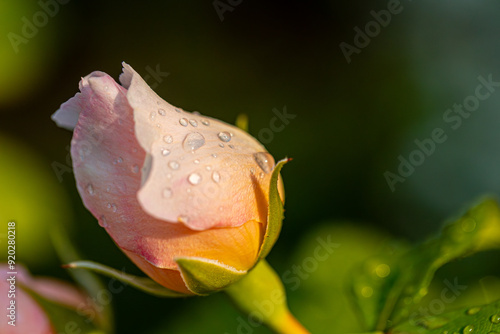 Close-up of a rose bud (rosaceae) colored in pink and apricot with rain drops photo