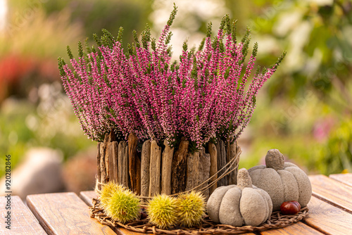 Autumn decorations with heather in a wooden plant bowl together with edible chstnuts and little pumpkins made of concrete photo