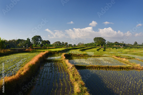 Beautiful rice field in Bali, Indonesia with clear blue sky