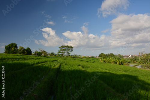 Beautiful rice field in Bali, Indonesia with clear blue sky