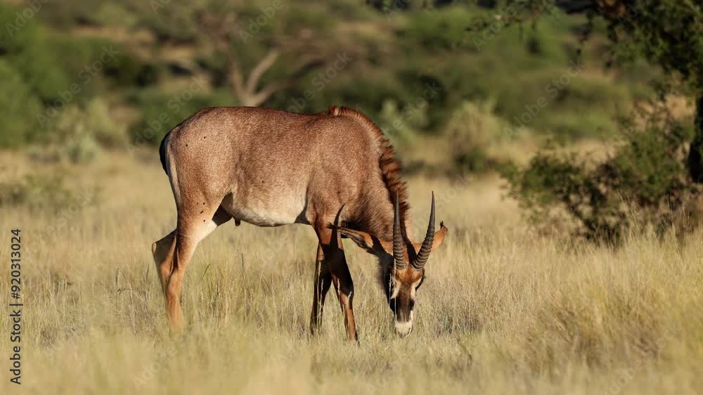 A rare roan antelope (Hippotragus equinus) in natural habitat, Mokala National Park, South Africa A rare roan antelope (Hippotragus equinus) in natural habitat, Mokala National Park, South Africa