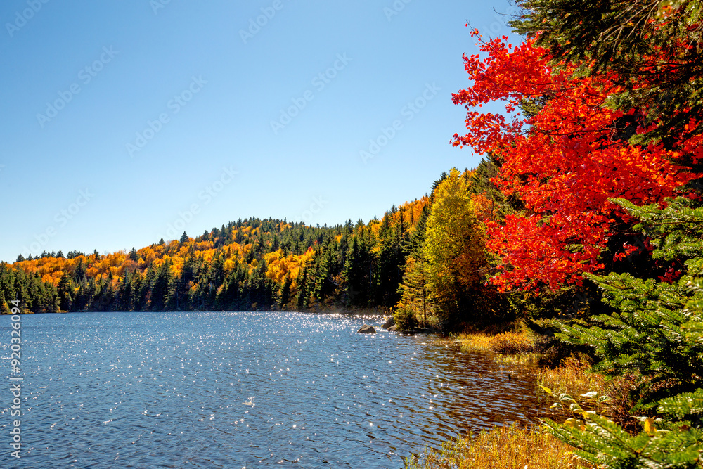 Brilliant foliage of a red maple tree on Lake Solitude. Brilliant foliage of a red maple tree on Lake Solitude.