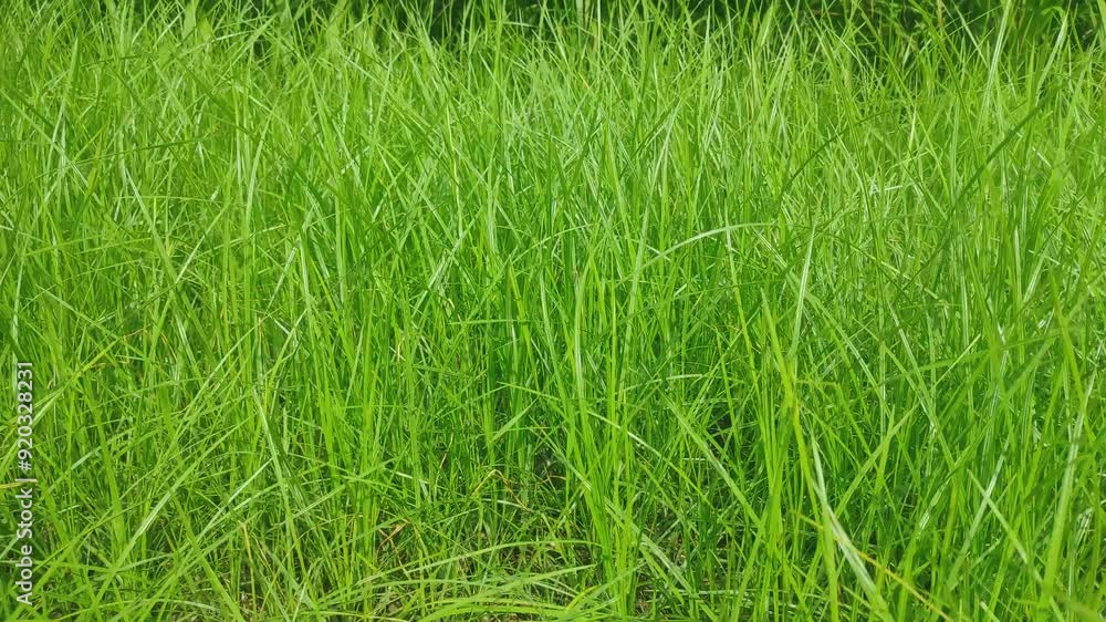 Panoramic view of overgrown green grass Isolated from white background with clipping path.. high green grass, background Panoramic view of overgrown green grass Isolated from white background with clipping path.. high green grass, background