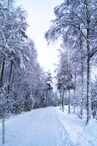 snowy winter in Rovaniemi Lapland Finland - forest covered with fresh snow