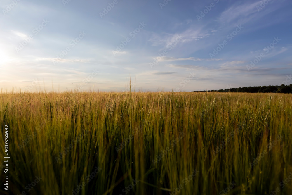long wheat sprouts during the summer sunset long wheat sprouts during the summer sunset
