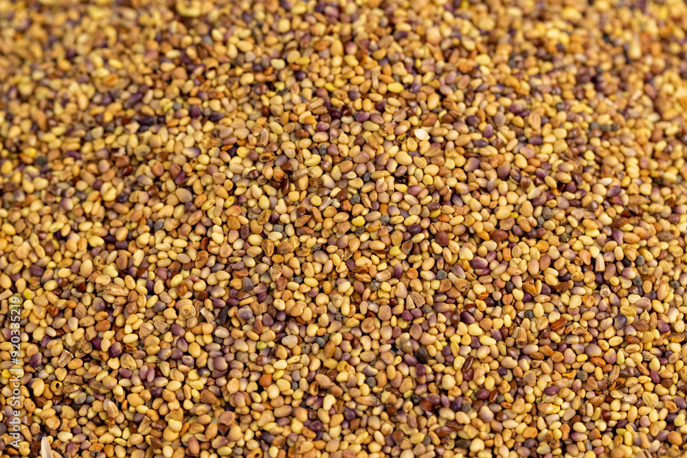 clover seeds for growing in fields clover seeds for growing in fields