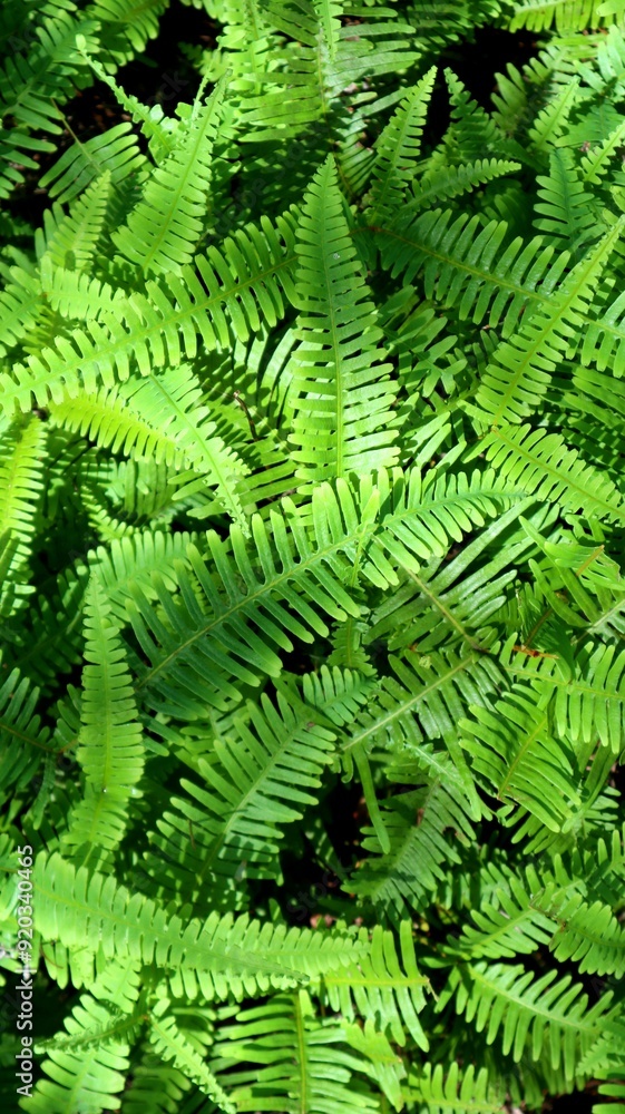 background texture of beautiful green fern leaves with a touch of shadow and light from the sun background texture of beautiful green fern leaves with a touch of shadow and light from the sun