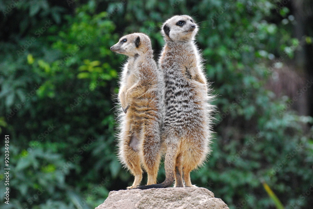 Fototapeta premium Meercats on Lookout