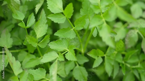 풍성하게 자란 싱싱하고 푸른 미나리