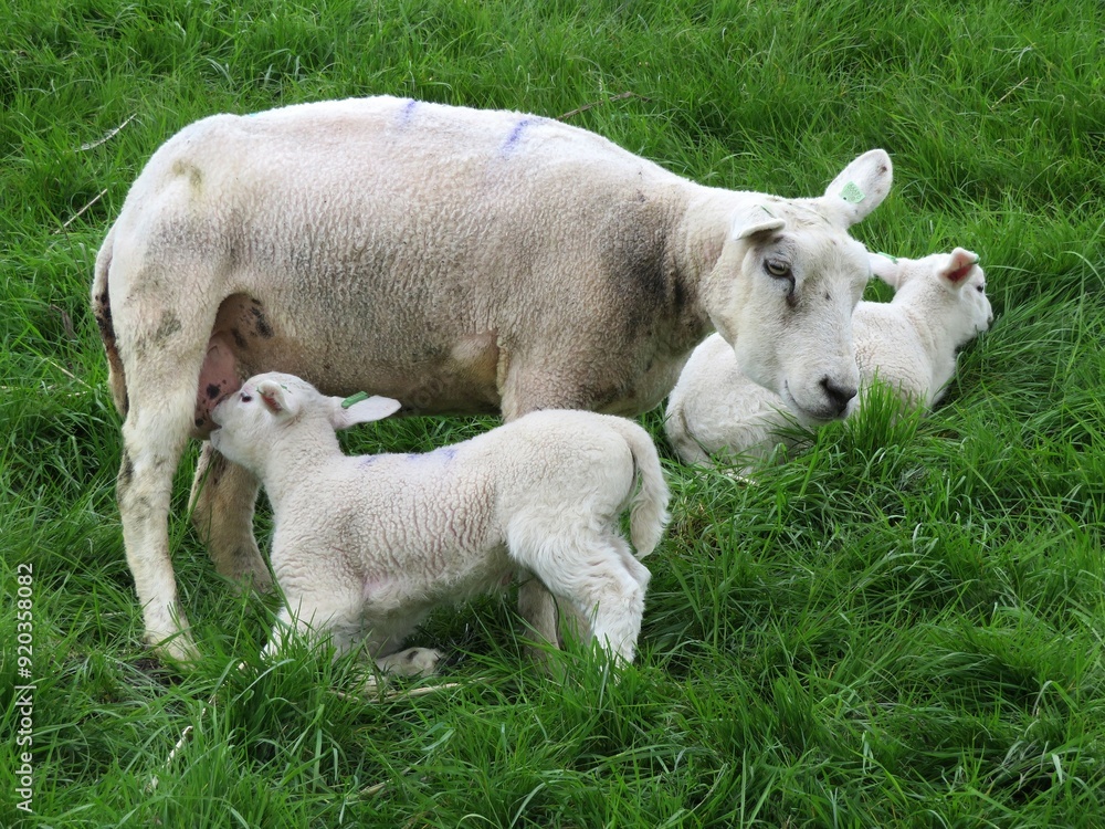 Obraz premium Moutons