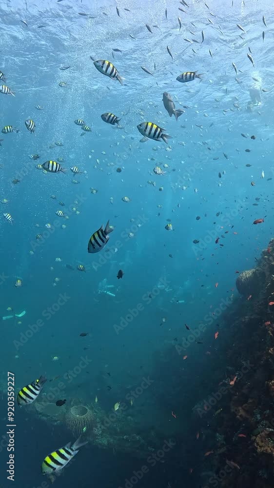 Sea life around the famous Liberty ship wreck. Tulamben, Bali, Indonesia. 4k slow motion. Sea life around the famous Liberty ship wreck. Tulamben, Bali, Indonesia. 4k slow motion.