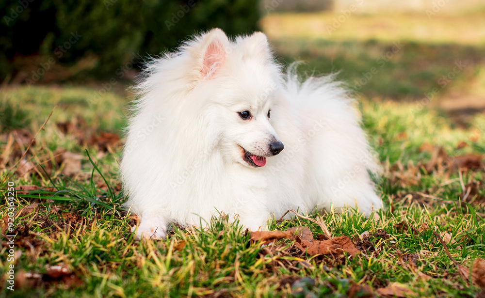 White fluffy spitz lies in the grass on the background of the park. The dog turned its head to the side. Training. The dog is resting. The photo is blurred White fluffy spitz lies in the grass on the background of the park. The dog turned its head to the side. Training. The dog is resting. The photo is blurred