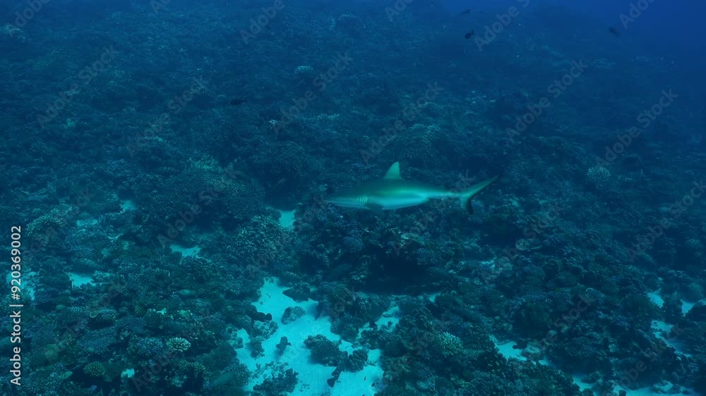 Grey reef shark swimming alongside of coral reef in Fakarava French Polynesia Grey reef shark swimming alongside of coral reef in Fakarava French Polynesia