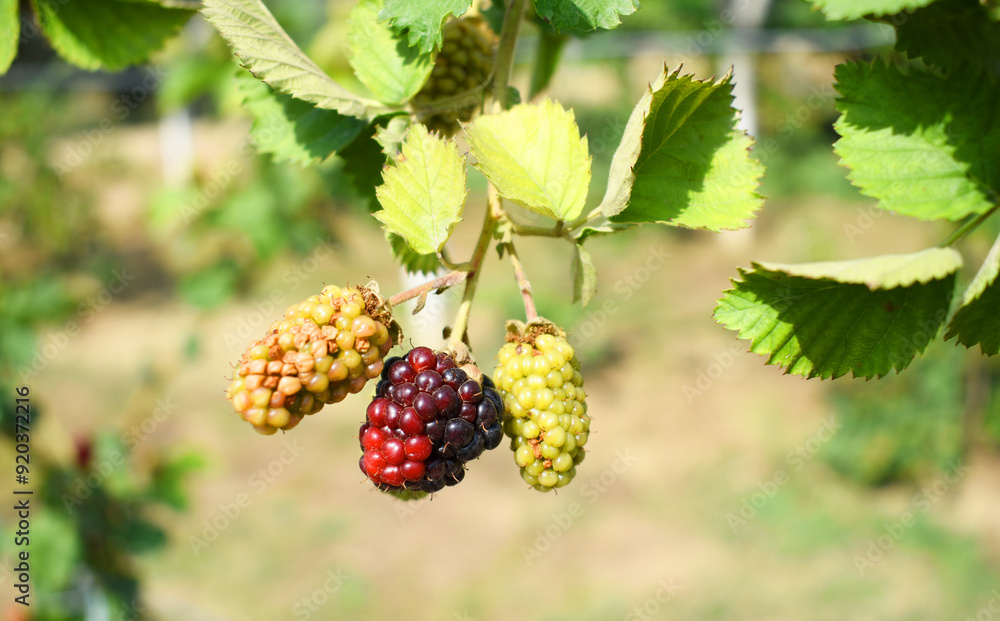 Natural food - fresh ripe and unripe blackberries in a garden. Bunch of ripe and unripe blackberry fruit on branch with green leaves on a farm. Close-up, blurred background. Chakwal, Punjab, Pakistan Natural food - fresh ripe and unripe blackberries in a garden. Bunch of ripe and unripe blackberry fruit on branch with green leaves on a farm. Close-up, blurred background. Chakwal, Punjab, Pakistan