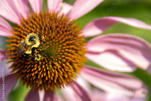 Bumblebee collecting pollen on vibrant pink echinacea flower