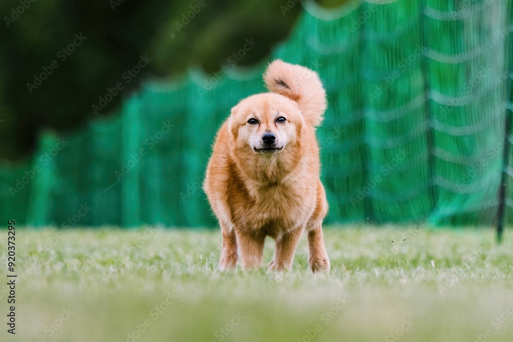 Finnish Spitz Running Lure Course Dog Sport Finnish Spitz Running Lure Course Dog Sport
