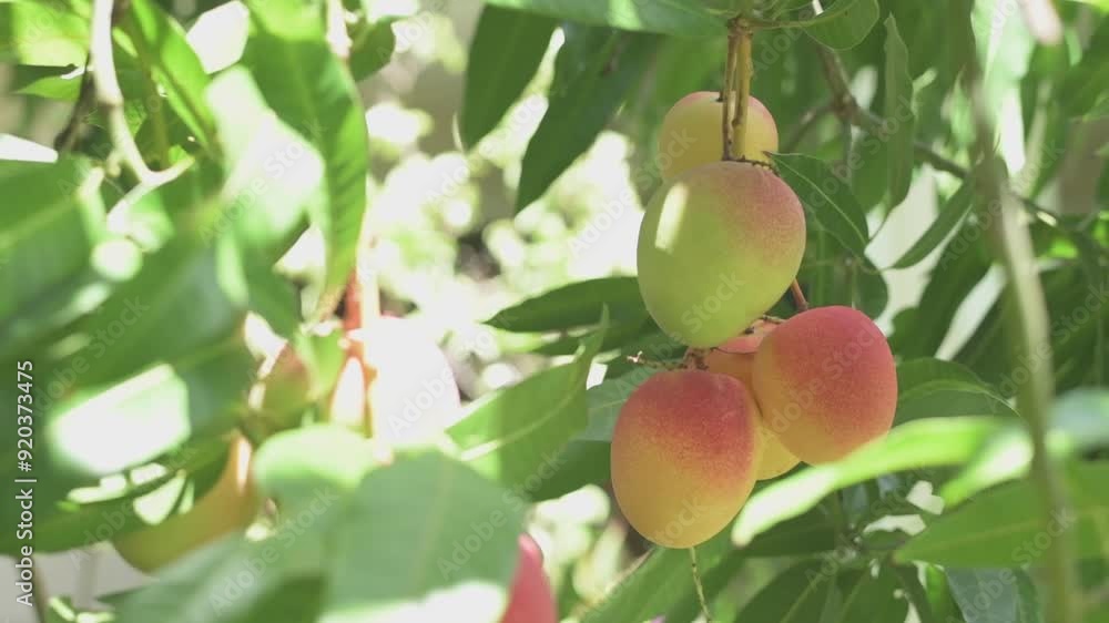 Ripe mangoes hanging and swaying on a tree in Hawaii Ripe mangoes hanging and swaying on a tree in Hawaii