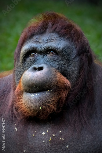 Portrait closeup of bornean orangutan photo